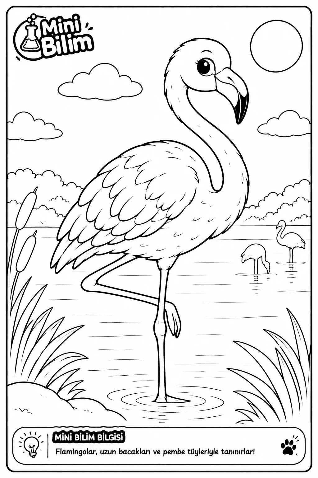 Flamingo Boyama
