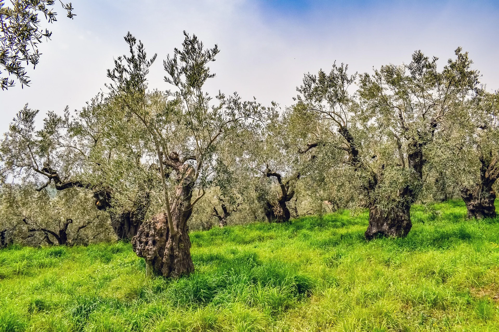 minibilim | Zeytin Ağacı - 1
