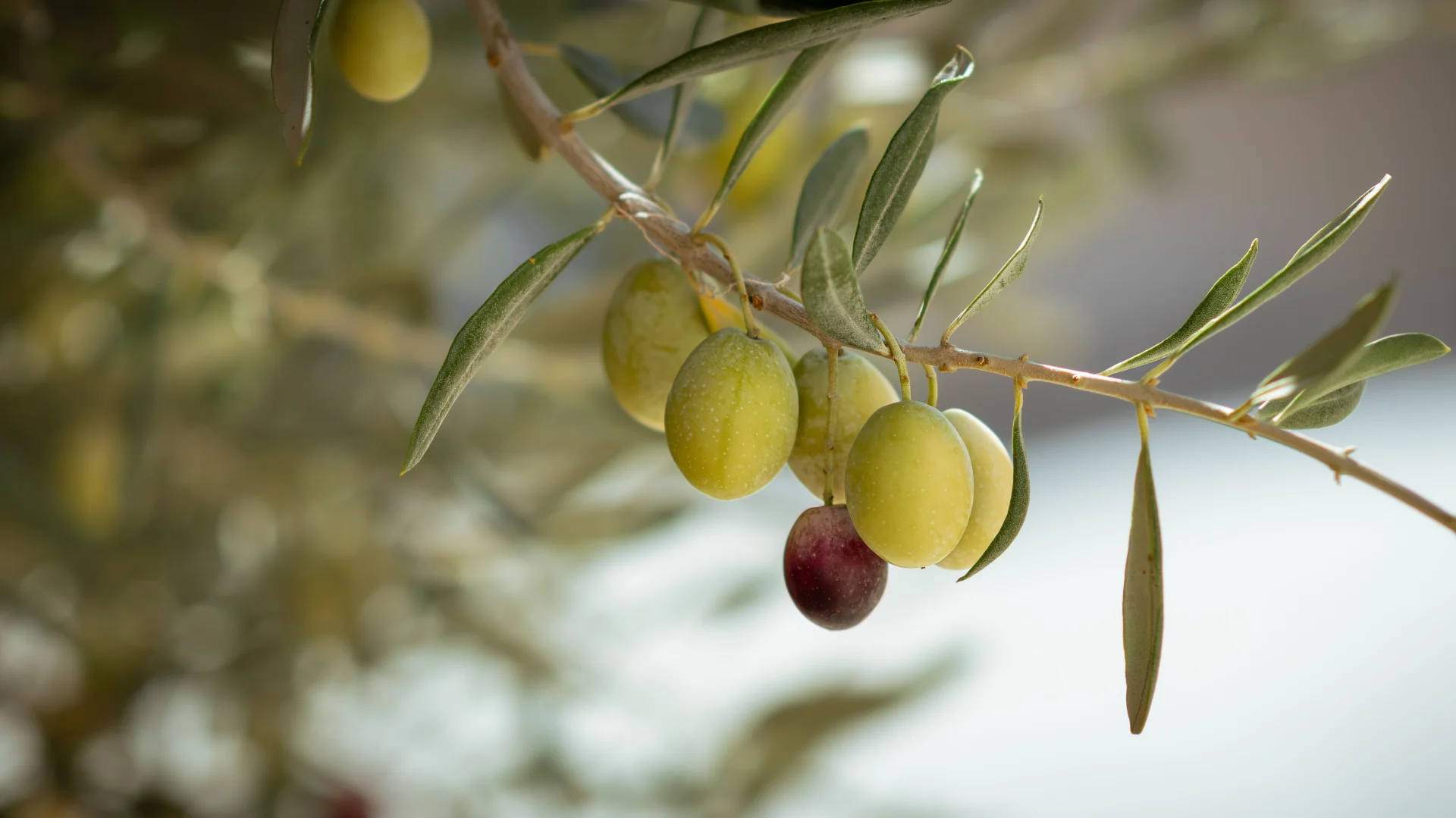 minibilim | Zeytin Ağacı - 2