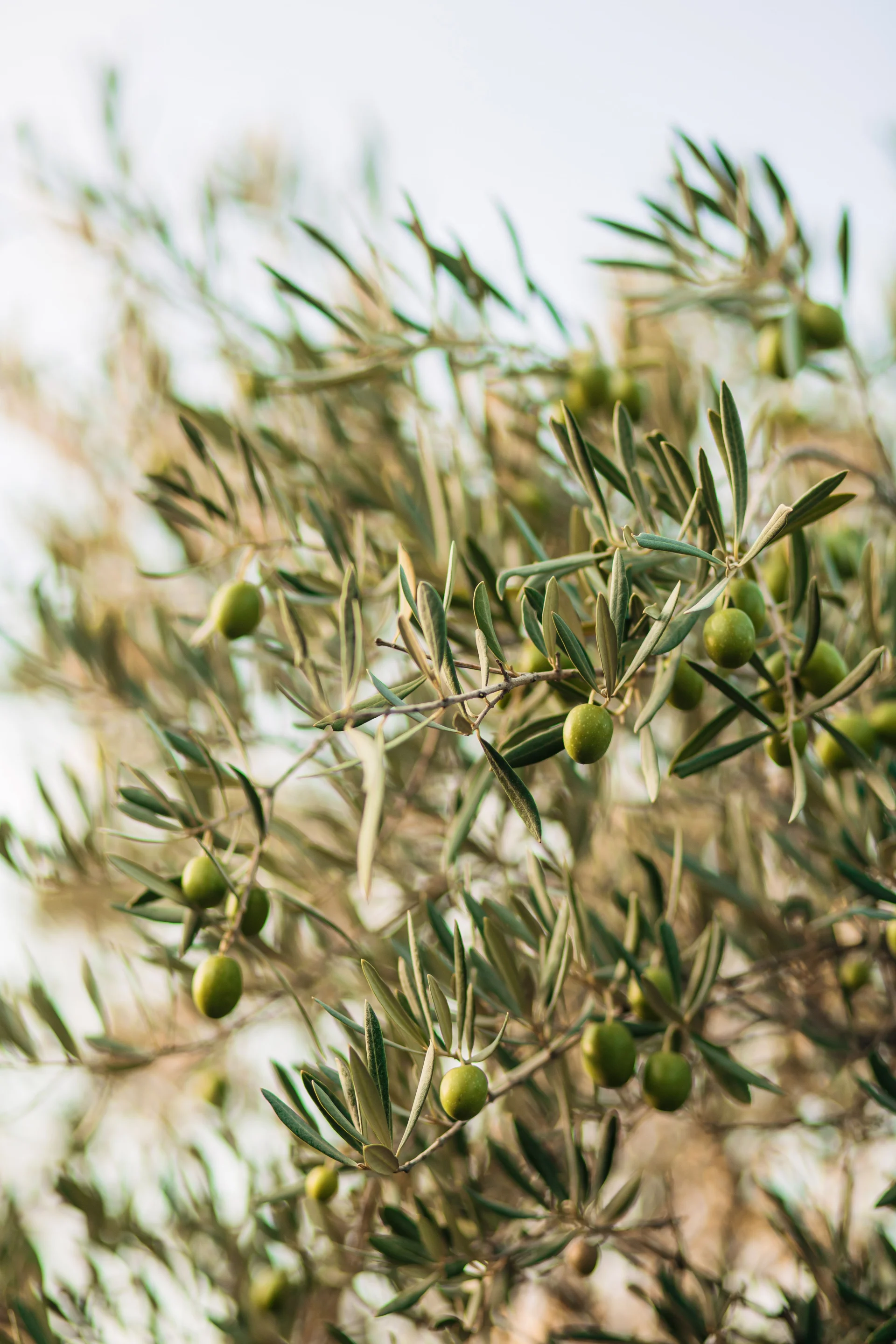 minibilim | Zeytin Ağacı - 3