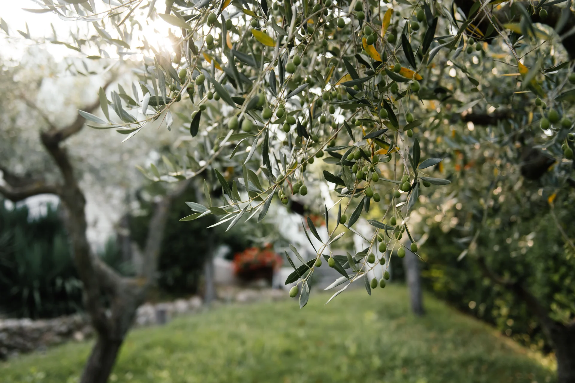 minibilim | Zeytin Ağacı - 4