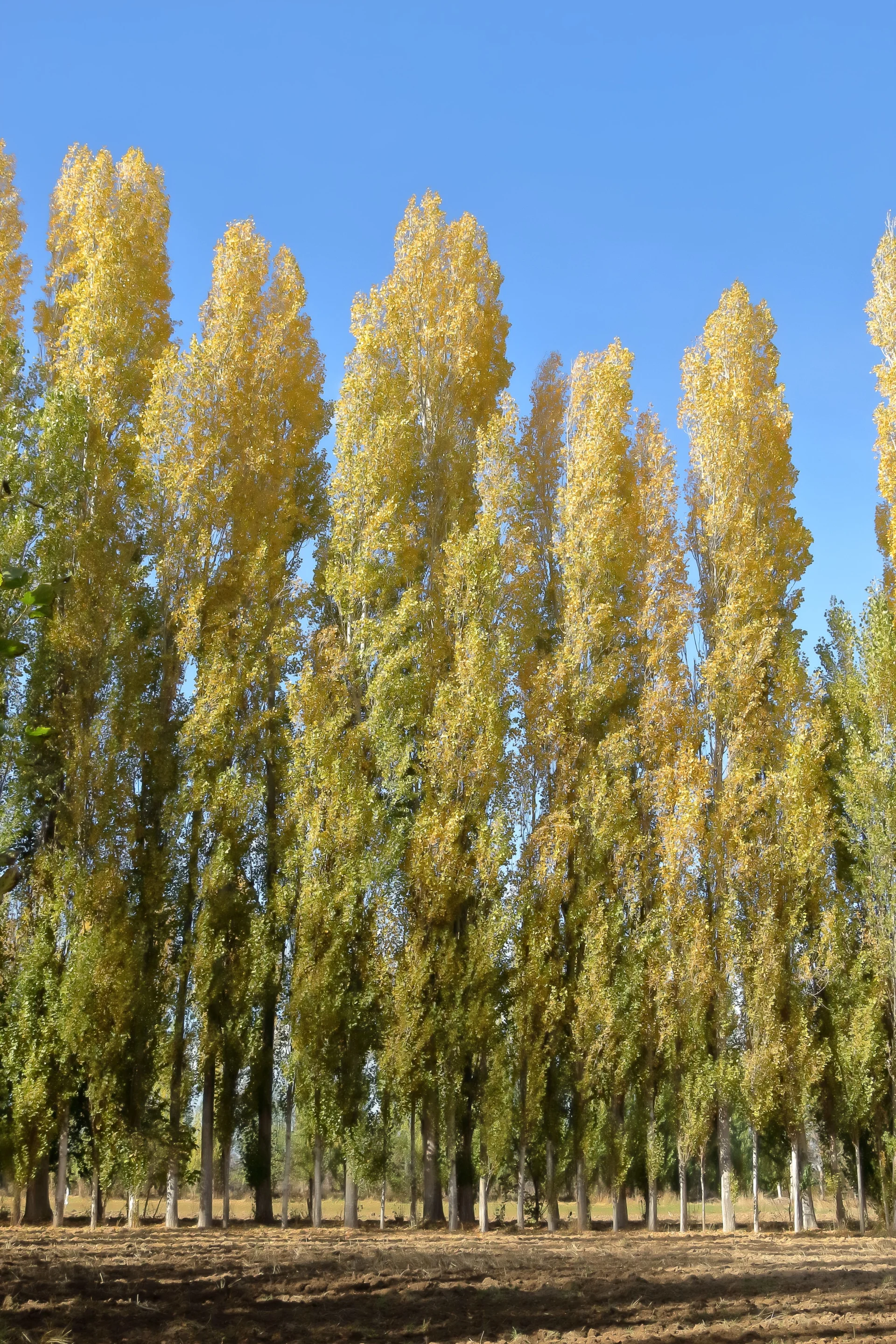 minibilim | Kavak Ağacı - 2