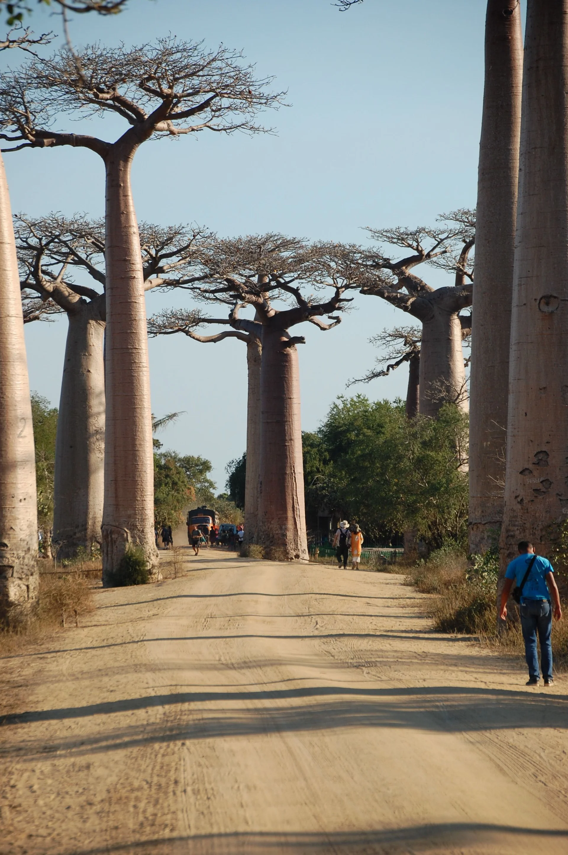 minibilim | Baobab Ağacı - 1