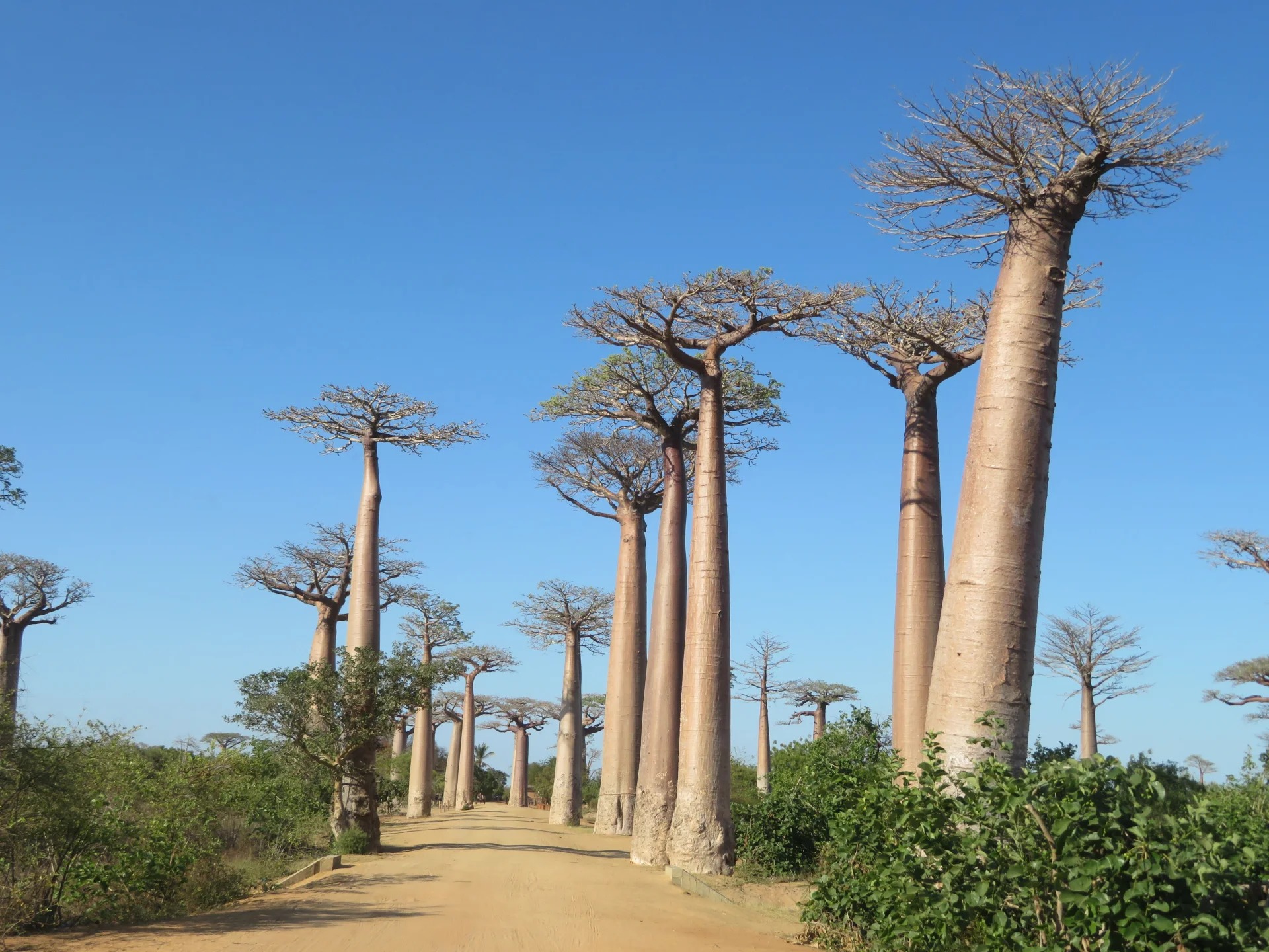 minibilim | Baobab Ağacı - 2