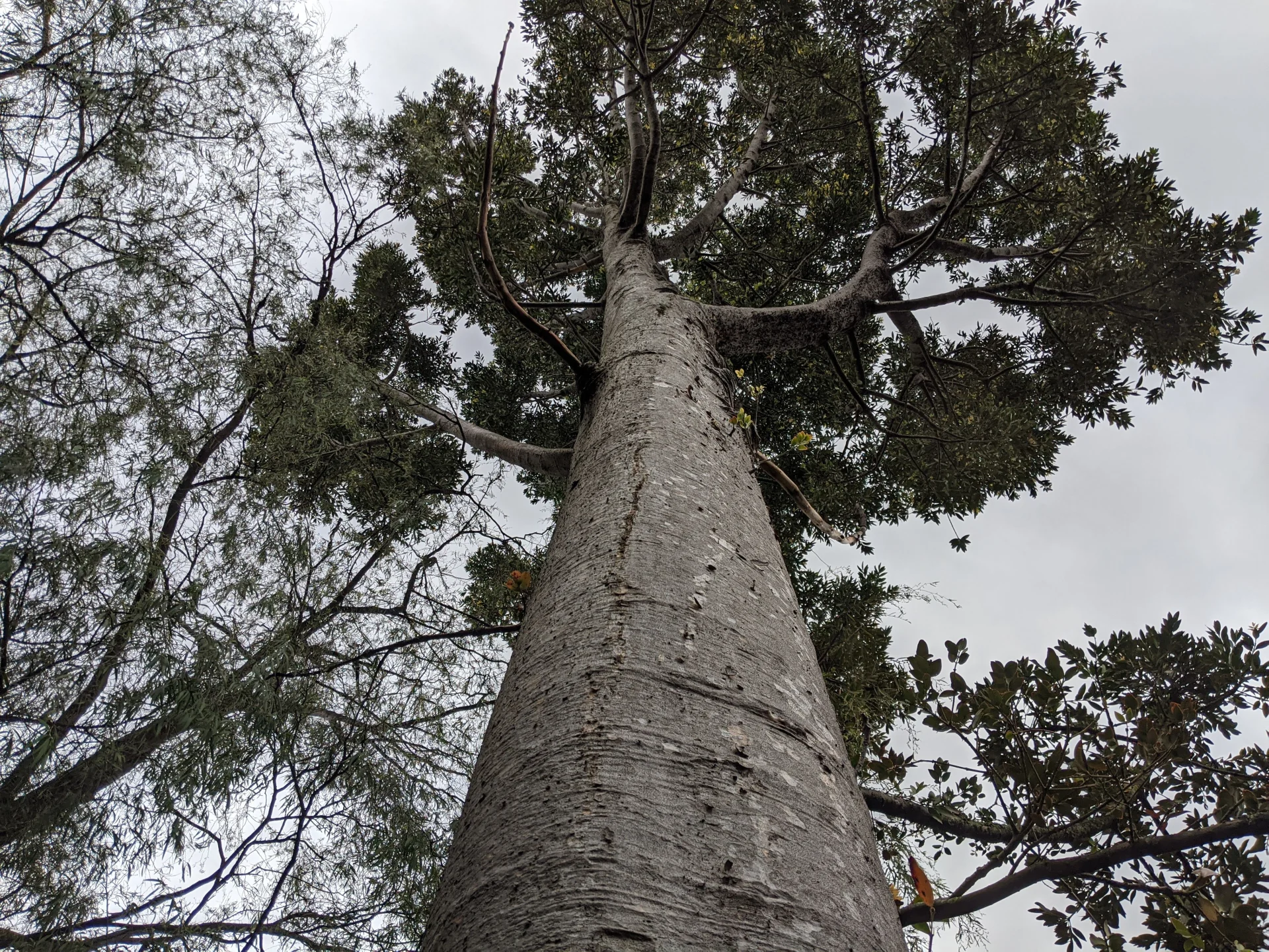 minibilim | Baobab Ağacı - 3