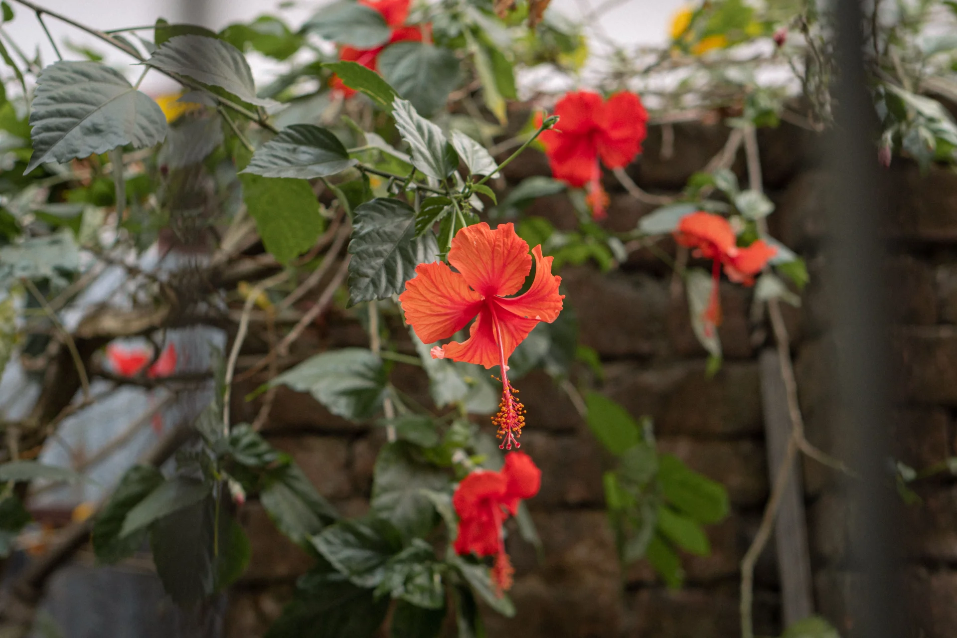 minibilim | Hibiskus - 1