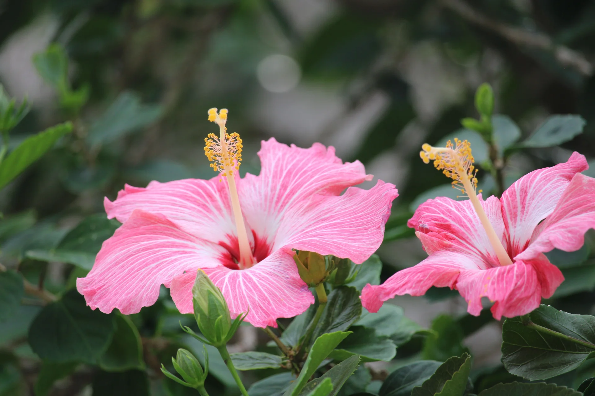 minibilim | Hibiskus - 2