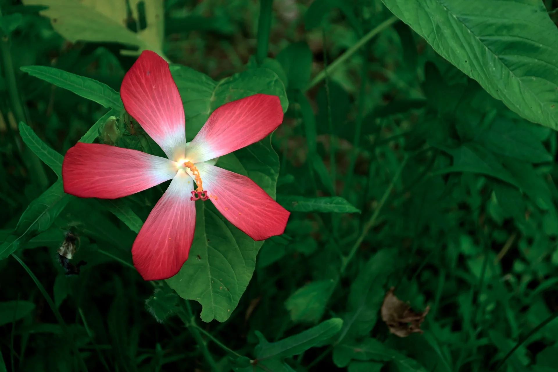 minibilim | Hibiskus - 3
