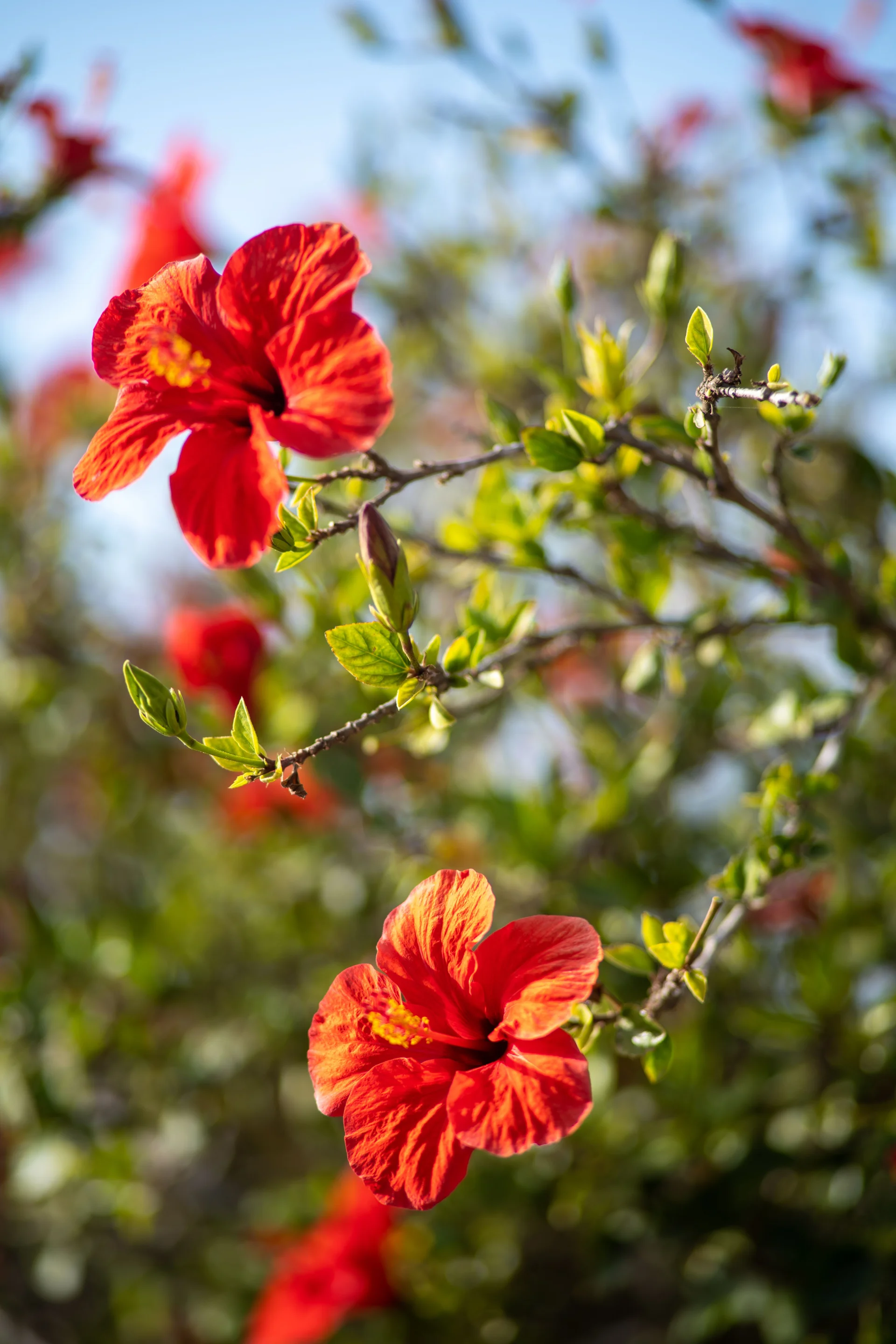 minibilim | Hibiskus - 4