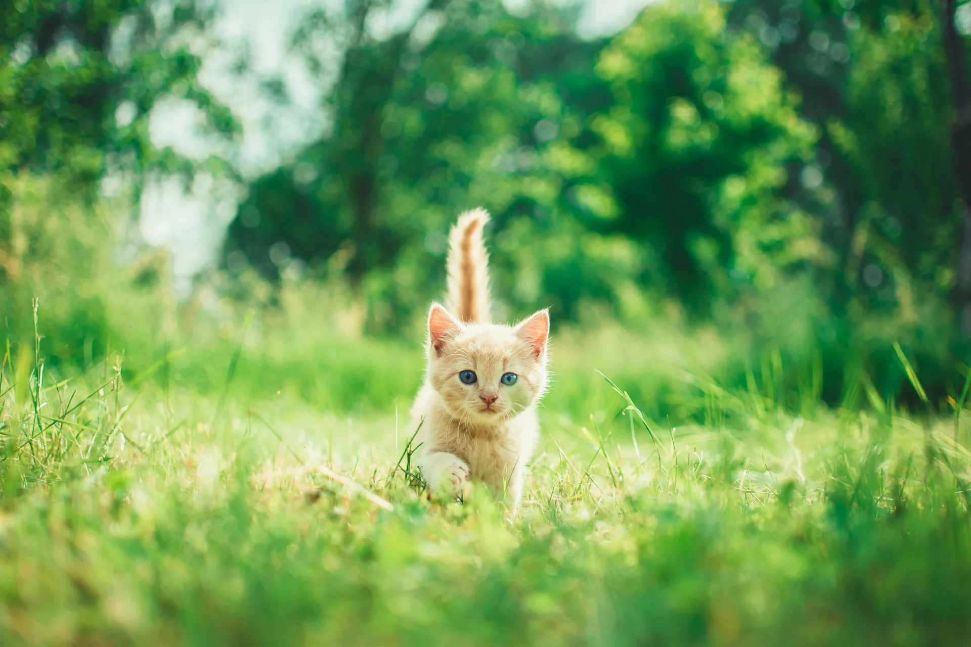 minibilim | Kedi - 1