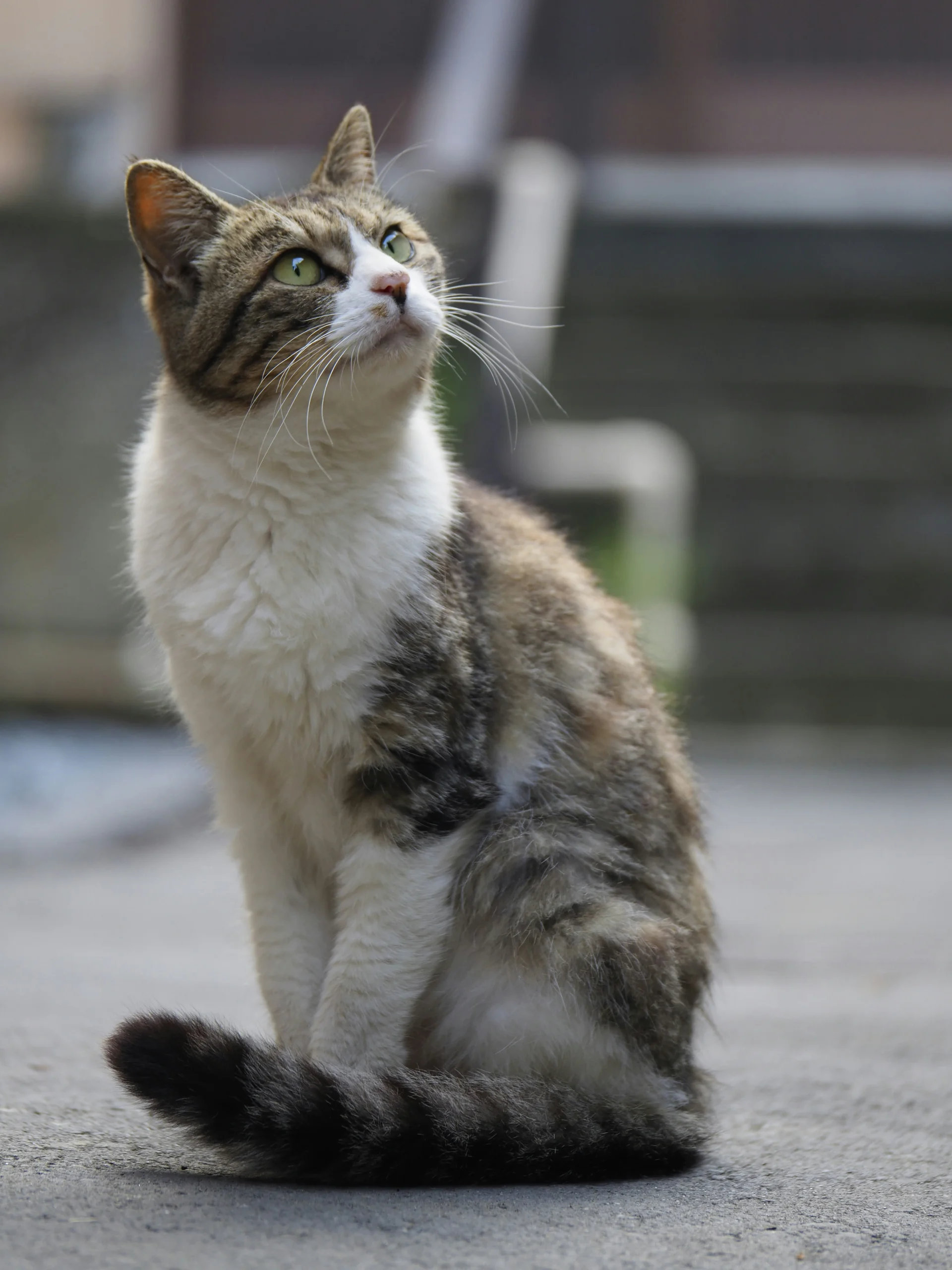 minibilim | Kedi - 4