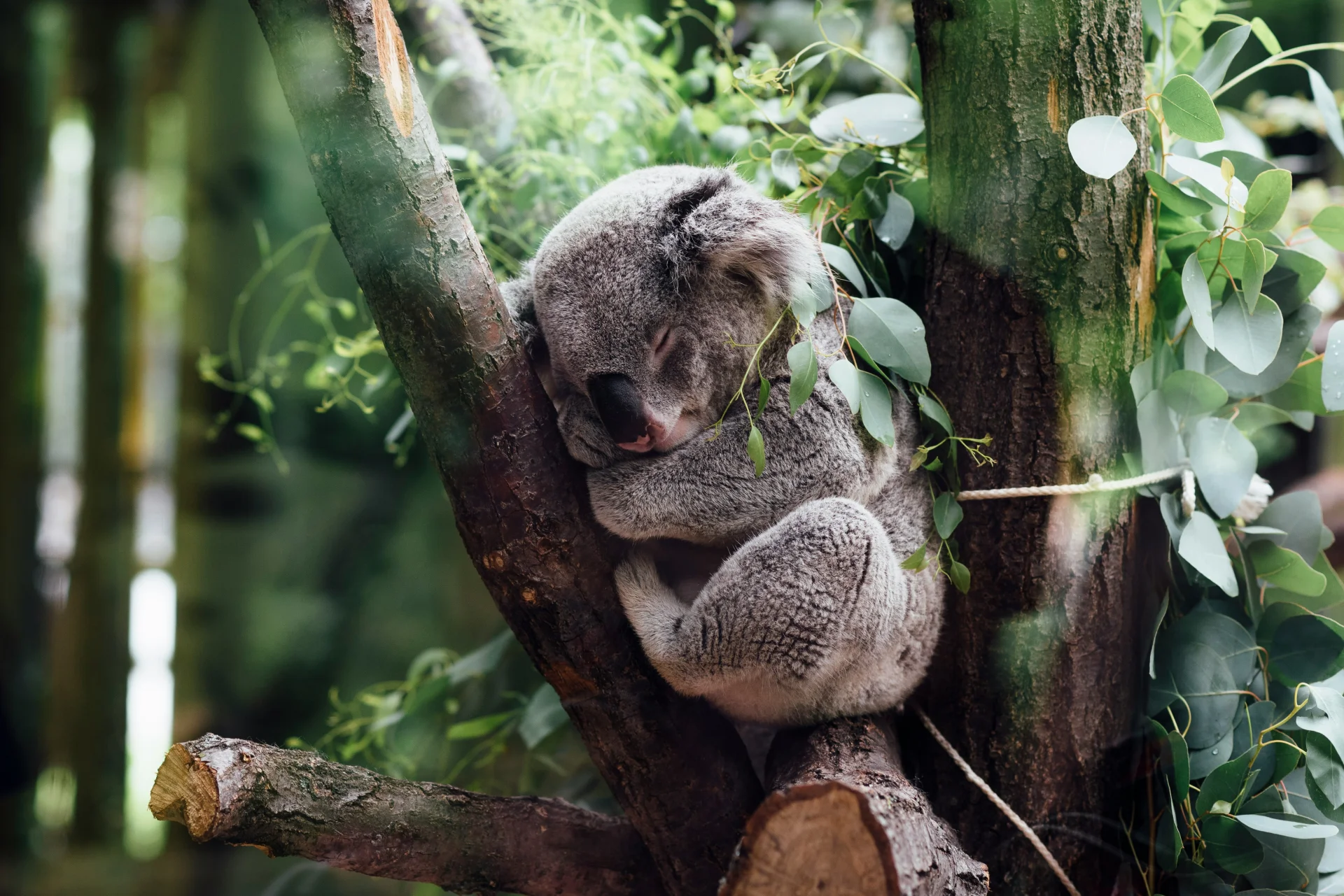 minibilim | Koala - 1