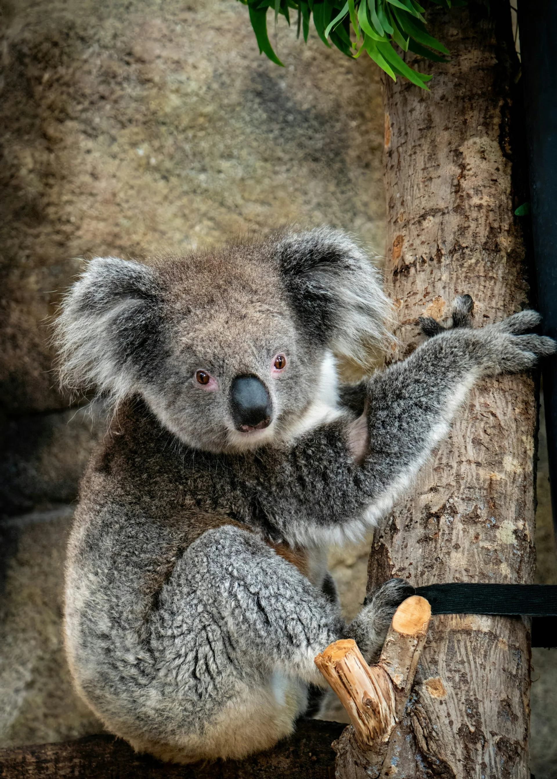 minibilim | Koala - 2