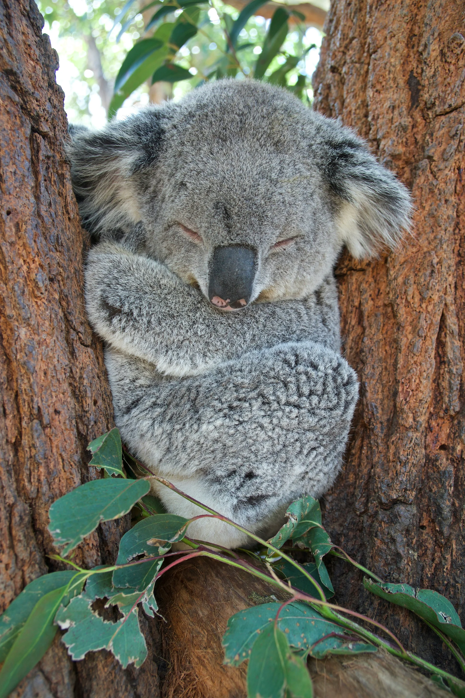 minibilim | Koala - 3