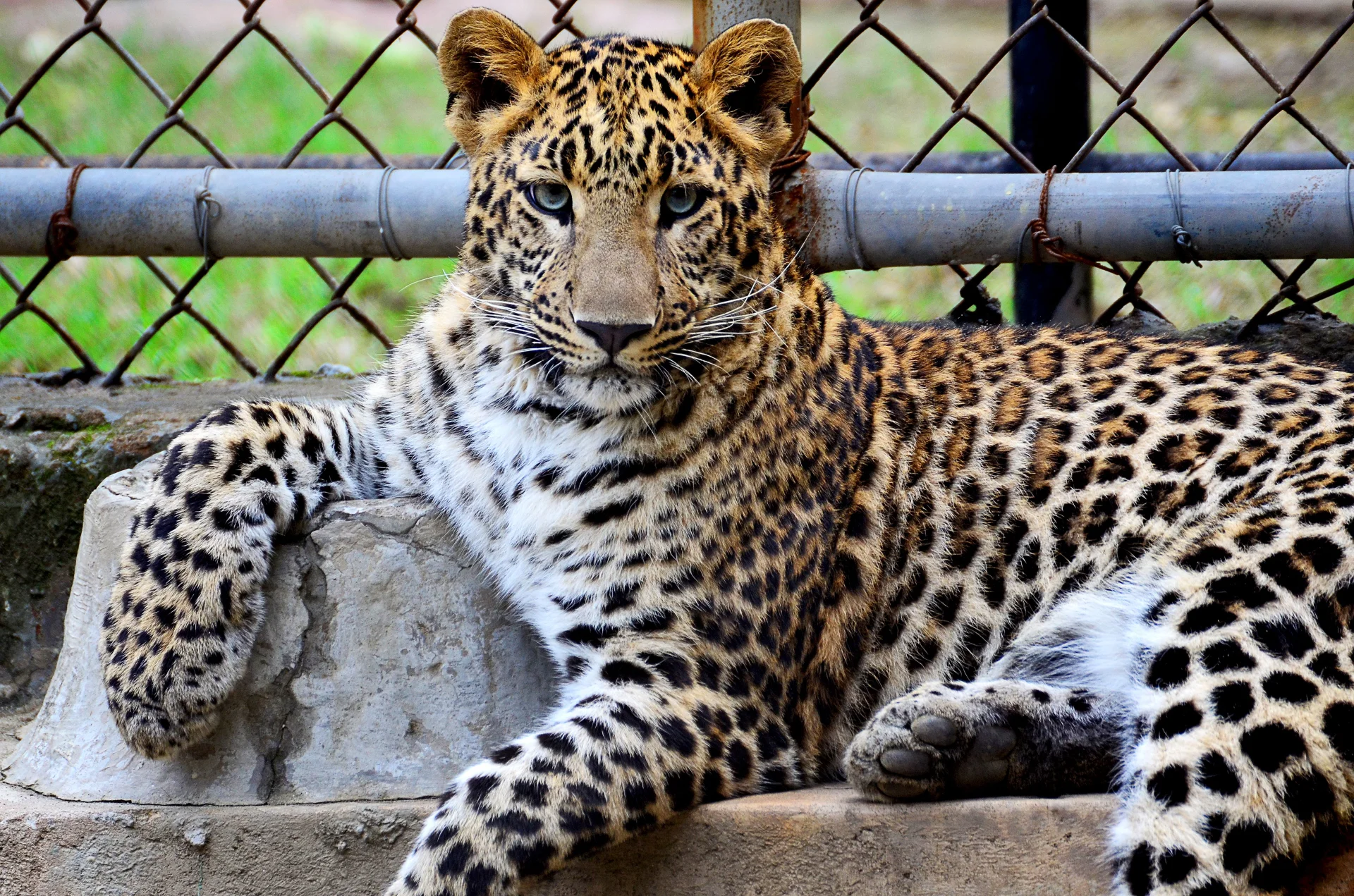 minibilim | Leopar - 1