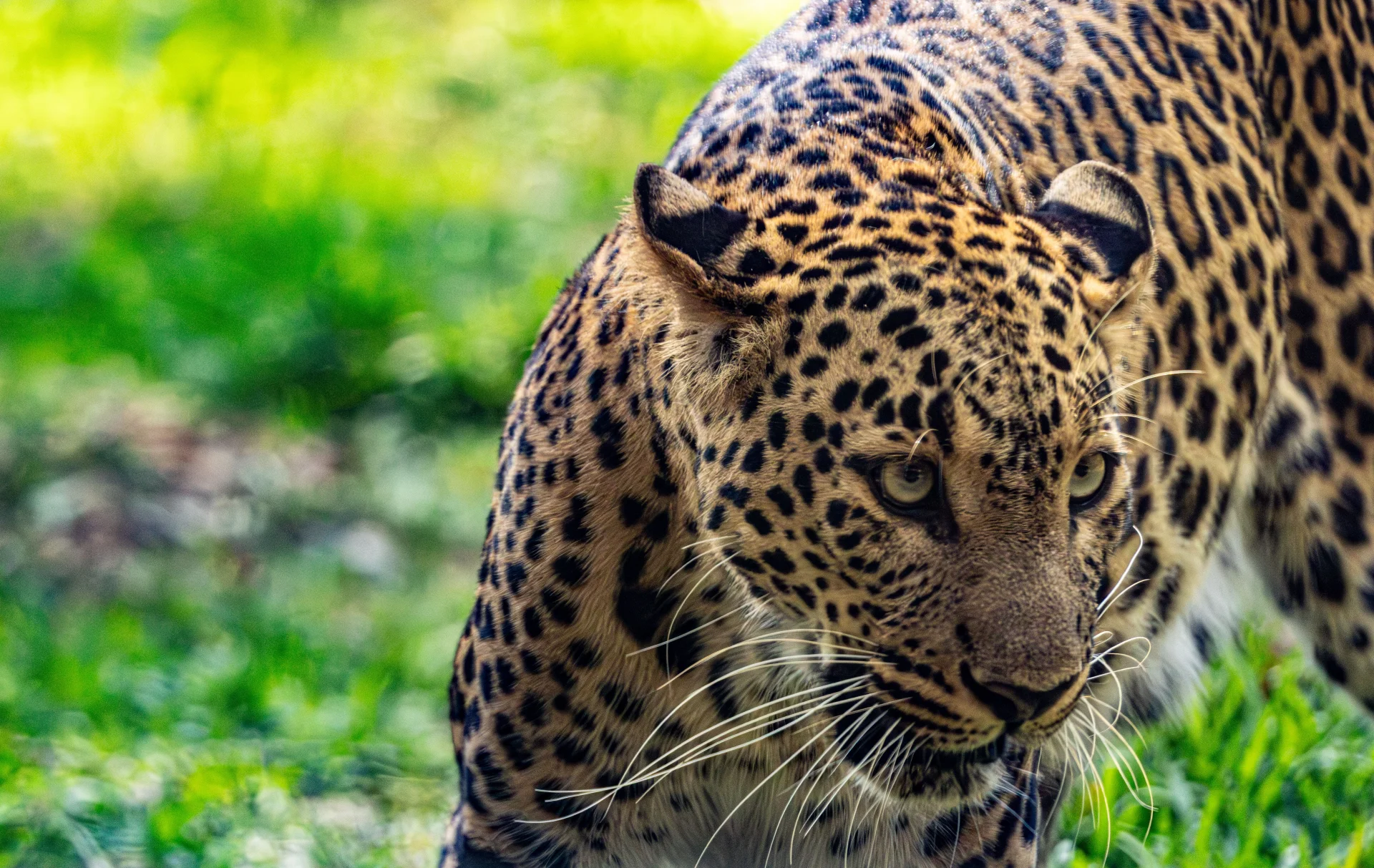minibilim | Leopar - 2