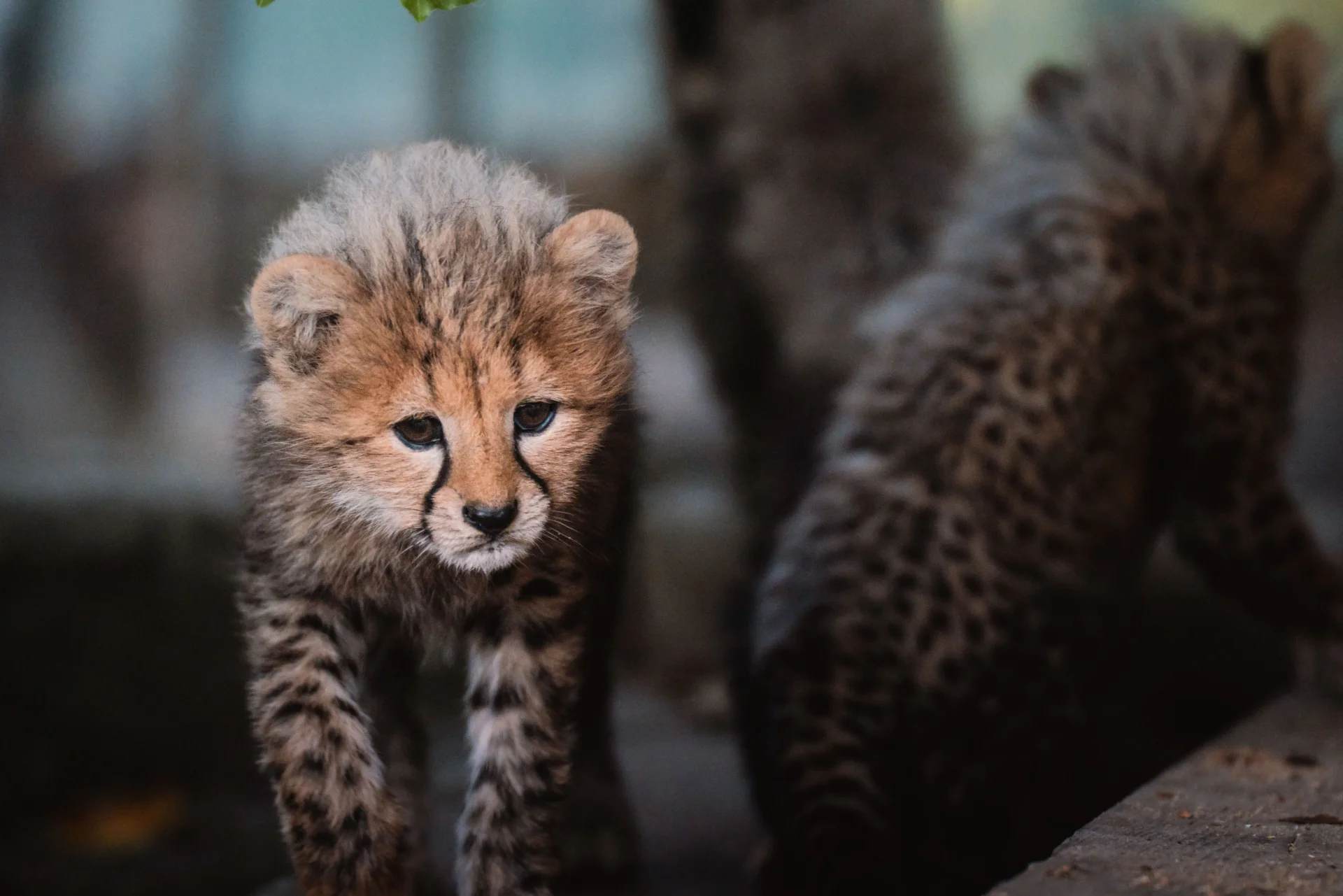 minibilim | Leopar - 3