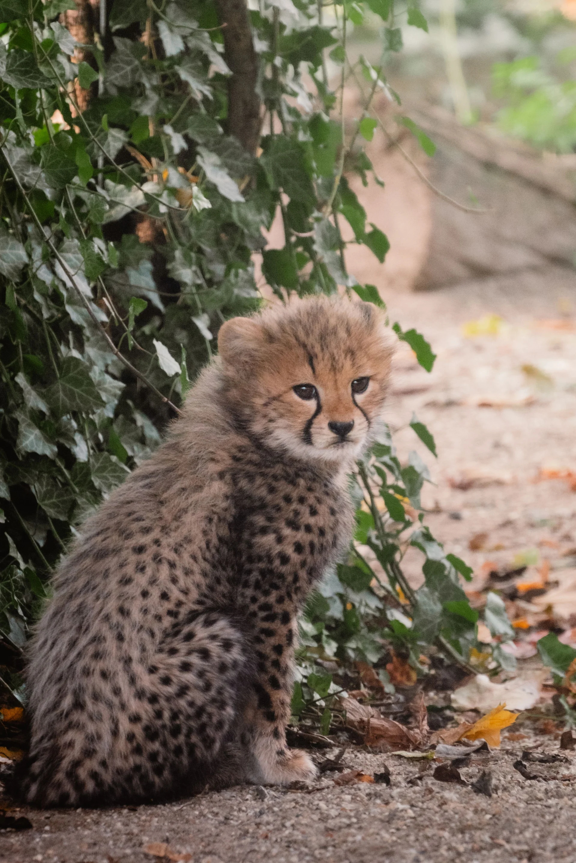 minibilim | Leopar - 4