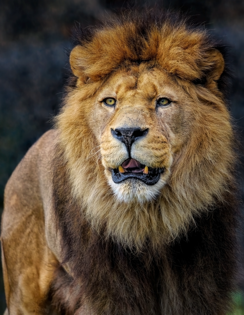 minibilim | Aslan - 1