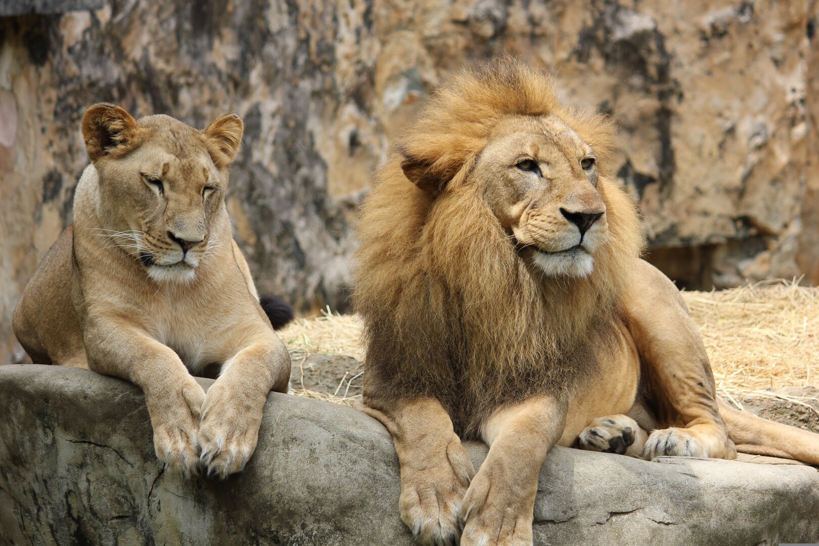 minibilim | Aslan - 2