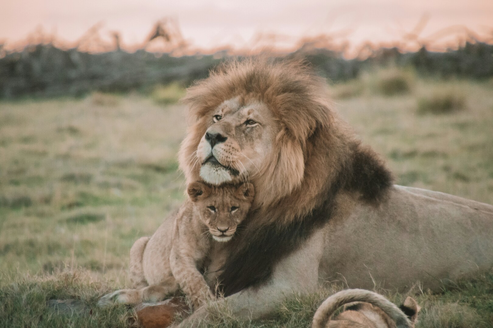 minibilim | Aslan - 3